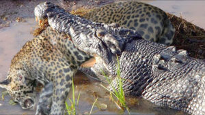 Leap of Predation: Jaguar Plunges into Murky Waters, Seizing the Life of the Crocodile in a Swift and deаdɩу Ambush